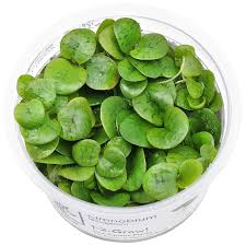 Image result for Limeum viscosum