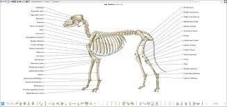 Zooarchaeological analysis of bones from. Canine Osteology Illustrations