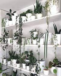 Botanico On Instagram Who S Also Been Organizing Their Plants Around The House During Social Distancing Little Plant Mo In 2020 Plant Decor Plants Green Plants