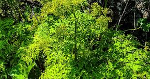 Image result for Afroligusticum