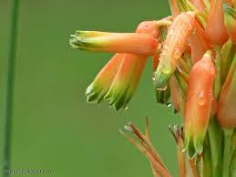 Image result for Aloe cooperi