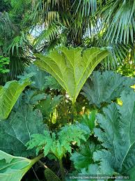 Image result for Gunnera
