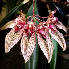 Image result for Bulbophyllum josephi