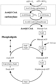 Founded in 1961, its programs include engineering technologies, marine sciences, criminal justice, elementary education, fine arts, medical assistance, science phlebotomy, business administration and early childhood education. Identification And Characterization Of The First Class Of Potent Bacterial Acetyl Coa Carboxylase Inhibitors With Antibacterial Activity Journal Of Biological Chemistry
