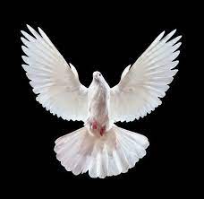 Nous Voulons Vivre Dans La Paix Dove Pictures White Doves Dove Flying
