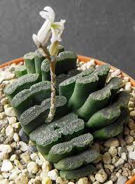Maybe you would like to learn more about one of these? Haworthia Truncata Var Truncata Oudtshoorn Ex Whitestone Gardens 1983 Originally Uploaded By Ha Haworthia Truncata Planting Succulents Succulent Gardening