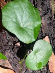 Image result for Menispermaceae