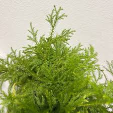 Image result for Lycopodium