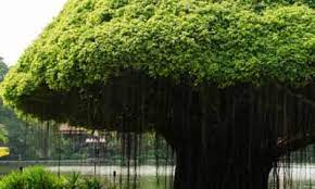 Check spelling or type a new query. Banyan Tree Benefits Lybrate