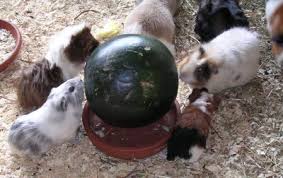 Oje Wassermelone Meerschweinchen Futter Ernahrung Meerschweinchen Ratgeber Community