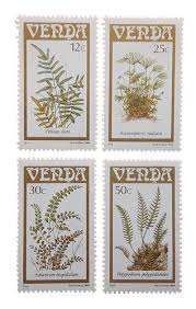 Image result for Aframomum polyanthum