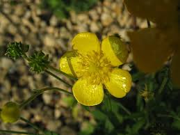 Image result for Ranunculus oreophytus