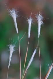 Image result for Andropogon eucomus