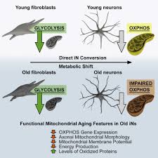In southern california, the san diego district covers the san diego metropolitan area, carlsbad, and chula vista, and stretches north to san clemente and south to the mexico border. Mitochondrial Aging Defects Emerge In Directly Reprogrammed Human Neurons Due To Their Metabolic Profile Cell Reports