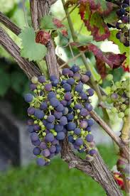 Image result for Vitis vinifera