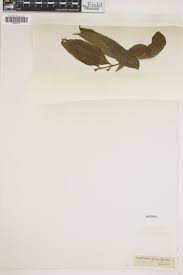 Image result for Asplenium holstii