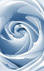 Dusk Blue Rose Light Blue Roses Blue Roses Blue Aesthetic