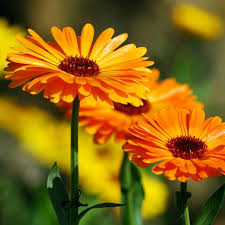 Calendula Co2 Extract Essential Oil From Lotus Garden Botanicals Calendula Bloom Where You Are Planted Mother Earth Living