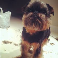 It is unlikely that the dog that looks the. Brussels Griffon Fresh Haircut Brussels Griffon Dogs And Puppies I Love Dogs