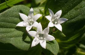 Image result for Richardia brasiliensis