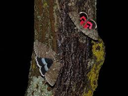 Image result for Catocala electa