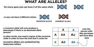 An abnormal gene on the x chromosome from each parent would be required, since a female has two x chromosomes. Can A Recessive Trait Be On The Y Chromosome The Recessive Genes Located On The X Chromosome In Humans Are Always Expressed In Females Therefore The Only Possible Genotype