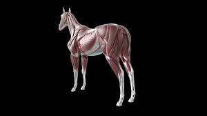 Horse Anatomy 3d Model 25 Ma Free3d