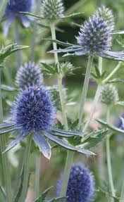 Height 2.5ft (75cm), spread 2ft (60cm). 23 Best Garden Sea Holly Eryngium Taprooted Transplant Seedlings Early In Spring Ideas Sea Holly Garden Seedlings