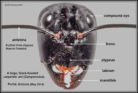 In figure 1 on page 99, you can see a there are more than 20,000 species of ants, and the majority of them are only occasionally considered pests. Chiricahua Mtns 2014