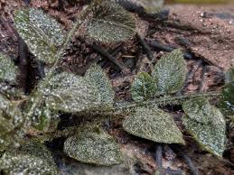 Image result for Solanum sp. A