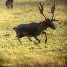 Dovhjort som vi har i vårt hägn och som finns i stora mängder frilevande här på söderåsen, kom till skandinavien redan med vikingarna som påträffade dessa djur på sina resor. Dovhjort Fallow Deer Peter Angvarson Fotografi