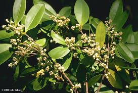 Image result for Oleaceae