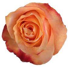 Maybe you would like to learn more about one of these? Twilight Light Orange Rose Bulk Orange Roses