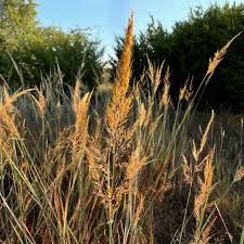 Image result for Sorghastrum