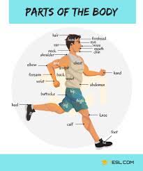 Body parts with pictures and names. Body Parts Parts Of The Body In English With Pictures 7esl