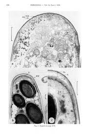 PERSOON IA Published by RiJkshcrbanum I Honus Botnnicus. Leiden Volume 16.  Part 4. pp. 425-469 (1998) RECONSIDERATION OF RELATIO