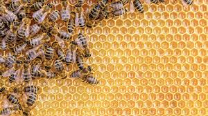 Idosa sofre 50 picadas de abelhas: é perigoso, mesmo para não alérgicos? -  17102020 - UOL VivaBem