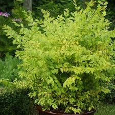 Image result for Ligustrum sinense