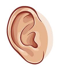 Kuvahaun tulos haulle ear cartoon