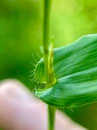 Image result for Arthraxon