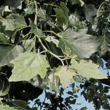 Image result for Populus ×  canescens