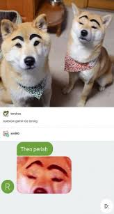 56 Trendy Quotes Happy Smile Funny Pets Funny Animal Memes Animal Memes Cute Funny Animals