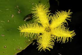 Image result for Nymphoides forbesiana