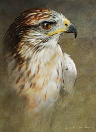 The Painted Photographs Of R Christopher Vest 2020 Yirtici Kuslar Hayvan Fotografciligi Kus