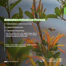 Image result for Anisotes