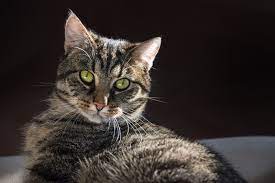 Short hair medium hair long hair characteristics hypoallergenic cutest fluffy best house rare wild exotic color white black. European Shorthair Cat Breed Personality Info Hill S Pet
