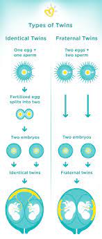 Twin Pregnancy Week By Week Symptoms And Development Pampers