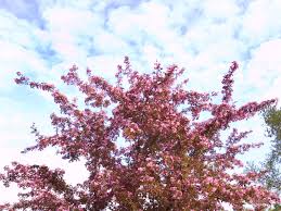 Same tree, same shape, just different names. Ornamental Trees Sherbondy S Southwest Iowa Horticulturalists Growers