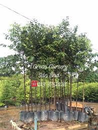 The nursery study was conducted in frim's nursery, kepong. Supply Delivery 60nos Hopea I Green Nursery Sdn Bhd Facebook
