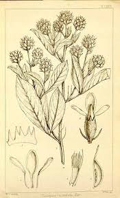 Image result for Pearsonia aristata